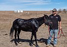 Quarter Horse - Horse for Sale in Calhan, CO 80808 Quarter Horse - Horse for Sale in Calhan, CO 80808