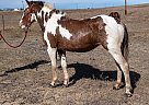 Quarter Horse - Horse for Sale in Calhan, CO 80808 Quarter Horse - Horse for Sale in Calhan, CO 80808