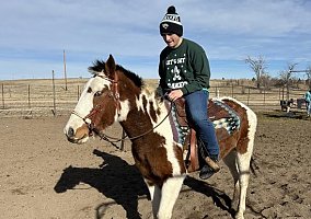 Quarter Horse (Quarter Horse, Mare) in Calhan, CO