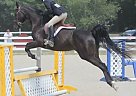 Registered Half Arabian Sport Ho... Half Arabian Mare