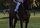 7yr.old TB Gelding Sean Michael