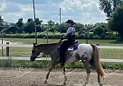 Sheldon - Gelding in Albion, NY Sheldon - Gelding in Albion, NY