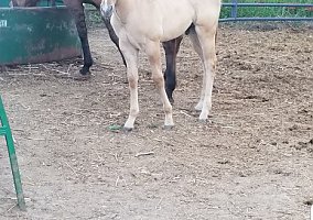 Quarter Horse (Quarter Horse, Mare) in Union, NE