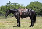 Quarter Horse - Horse for Sale in Nashville, TN 37013 Quarter Horse - Horse for Sale in Nashville, TN 37013