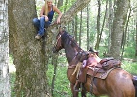 Tennessee Walking (Tennessee Walking, Gelding) in Asheboro, NC