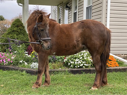 Fun Kids Pony!