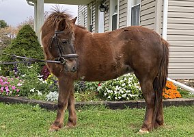 Pony (Welsh, POA, Shetland, Connemara) (Pony (Welsh, POA, Shetland, Connemara), Mare) in Lancaster, PA
