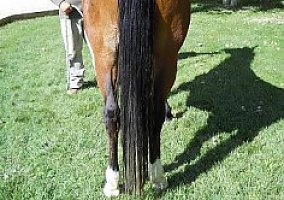 Arabian (Arabian, Mare) in Silt, CO