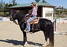 RICO - Gelding in Santa Maria, CA RICO - Gelding in Santa Maria, CA