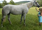 Sisco - Stallion in Byrdstown, TN