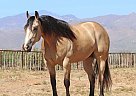 Quarter Horse - Horse for Sale in North Hollywood, CA 91605 Quarter Horse - Horse for Sale in North Hollywood, CA 91605