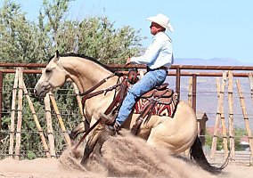 Quarter Horse (Quarter Horse, Gelding) in North Hollywood, CA