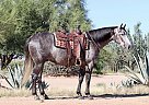 Quarter Horse - Horse for Sale in North Hollywood, CA 91605 Quarter Horse - Horse for Sale in North Hollywood, CA 91605