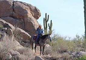 Quarter Horse (Quarter Horse, Gelding) in North Hollywood, CA