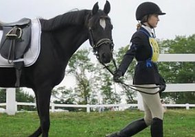 Arabian (Arabian, Mare) in Gorham, ME