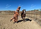 Tootsie Roll - Stallion in Fort Collins, CO Tootsie Roll - Stallion in Fort Collins, CO