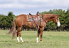 Quarter Horse - Horse for Sale in Nashville, TN 37013