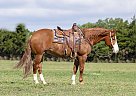 Quarter Horse - Horse for Sale in Nashville, TN 37013 Quarter Horse - Horse for Sale in Nashville, TN 37013