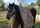 Texas - Gelding in Lebanon, TN Texas - Gelding in Lebanon, TN
