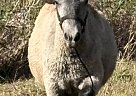 Miniature - Horse for Sale in Pine Log, GA 30171 Miniature - Horse for Sale in Pine Log, GA 30171