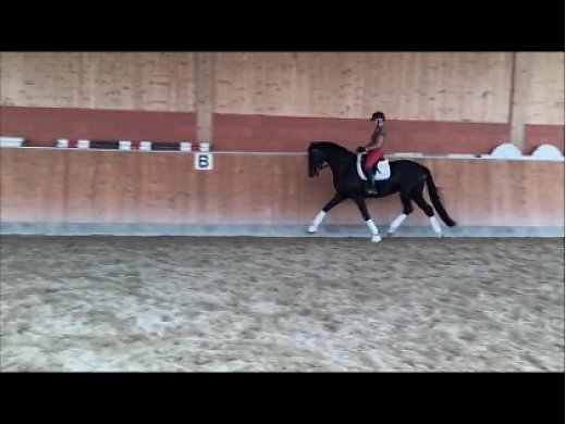 top Dressage Horse