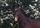 Holsteiner - Horse for Sale in Weiterstadt, 64331 Holsteiner - Horse for Sale in Weiterstadt, 64331