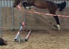 Belgian Warmblood - Horse for Sale in Weiterstadt,  64331