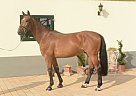 Hanoverian - Horse for Sale in Weiterstadt,  64331