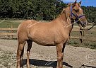 Lars - Gelding in Hillsboro, KY Lars - Gelding in Hillsboro, KY