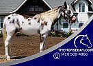 Welsh Pony - Horse for Sale in Spring Hill, TN 37174 Welsh Pony - Horse for Sale in Spring Hill, TN 37174