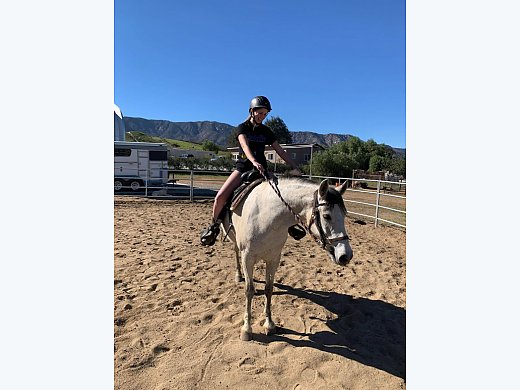 2016 Andalusian With Papers