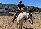Andalusian - Horse for Sale in Wildomar, CA 92505 Andalusian - Horse for Sale in Wildomar, CA 92505