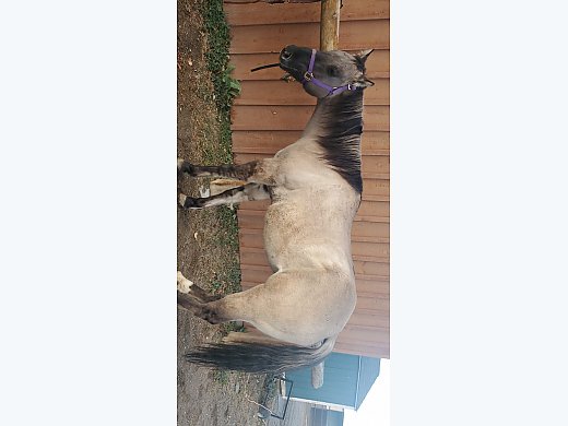 5 Year old Mare for Sale!