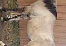 Quarter Horse - Horse for Sale in Westmister, CO 80020 Quarter Horse - Horse for Sale in Westmister, CO 80020