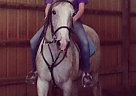 7 yr. old Dutch Warmblood Mare Dutch Warmblood Mare