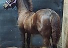 Spartacus - Stallion in Buffalo, KY Spartacus - Stallion in Buffalo, KY