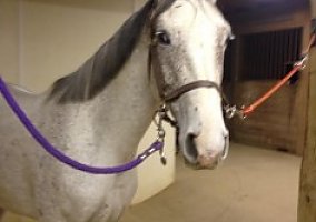 Warmblood (Warmblood, Mare) in Zelienople, PA