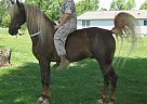 Beautiful Family Horse Morgan