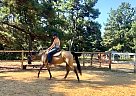 Quarter Horse - Horse for Sale in , NC 28031 Quarter Horse - Horse for Sale in , NC 28031
