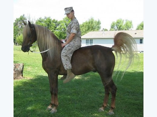 Beautiful Family Horse