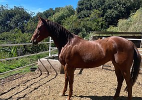 Quarter Horse (Quarter Horse, Mare) in Bridgeport, TX