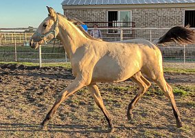 Andalusian / PRE (Andalusian / PRE, Mare) in Royse city, TX