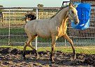 NOT yet named - Mare in Royse city, TX NOT yet named - Mare in Royse city, TX