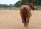 Quarter Horse - Horse for Sale in , MO 65708 Quarter Horse - Horse for Sale in , MO 65708