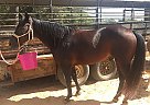 Finished Heel Horse Scipio Rustler