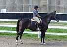 JASPER - Gelding in EdenValley, ON JASPER - Gelding in EdenValley, ON