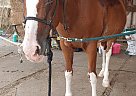 Paint - Horse for Sale in Lewiston, CA 96052 Paint - Horse for Sale in Lewiston, CA 96052