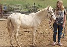 Missouri Fox Trotter - Horse for Sale in Bloomfield, IN 47424