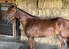 Joy Ride - Mare in Temple, TX Joy Ride - Mare in Temple, TX
