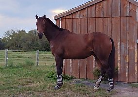 Thoroughbred (Thoroughbred, Mare) in Birdsboro, PA
